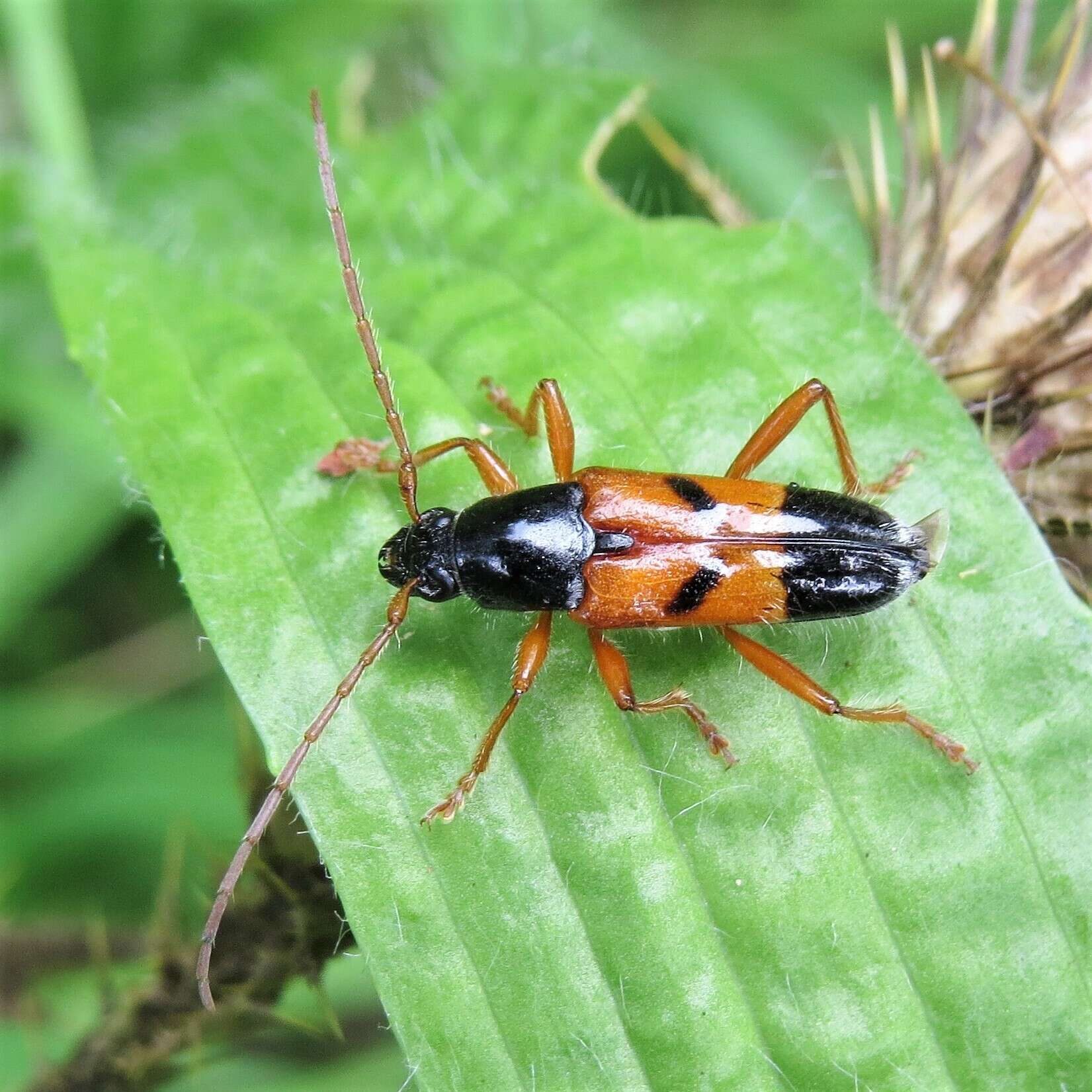 Image of Anastetha raripila Pascoe 1866