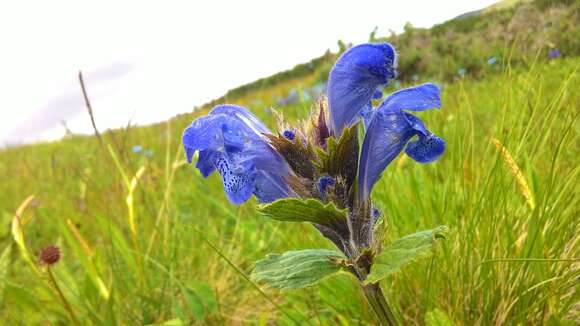 Imagem de Dracocephalum grandiflorum L.