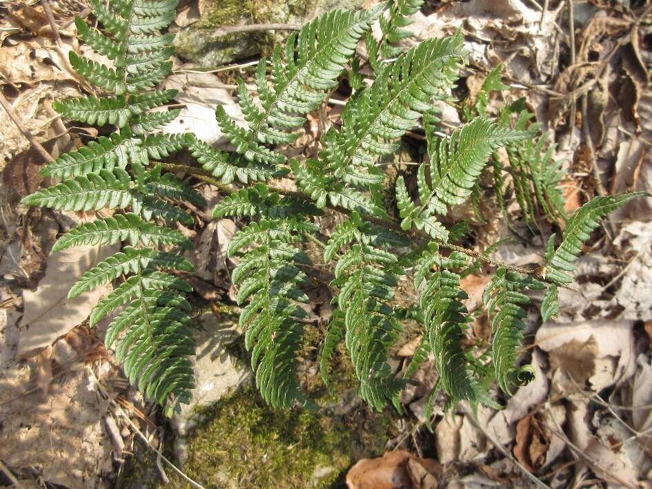 Image de Dryopteris setosa (Thunb. ex Murr.) Akasawa