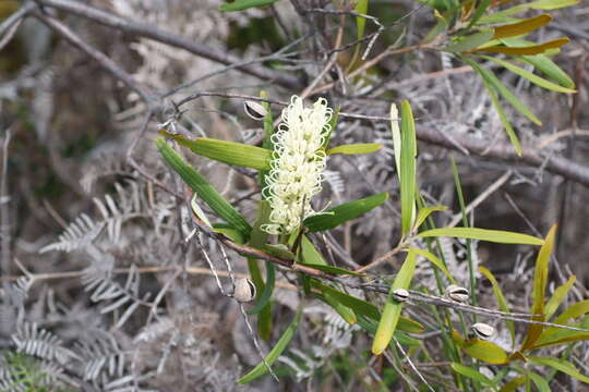 Image de Grevillea exul Lindl.