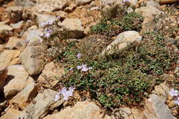 Image of Limonium minutum (L.) Chaz.