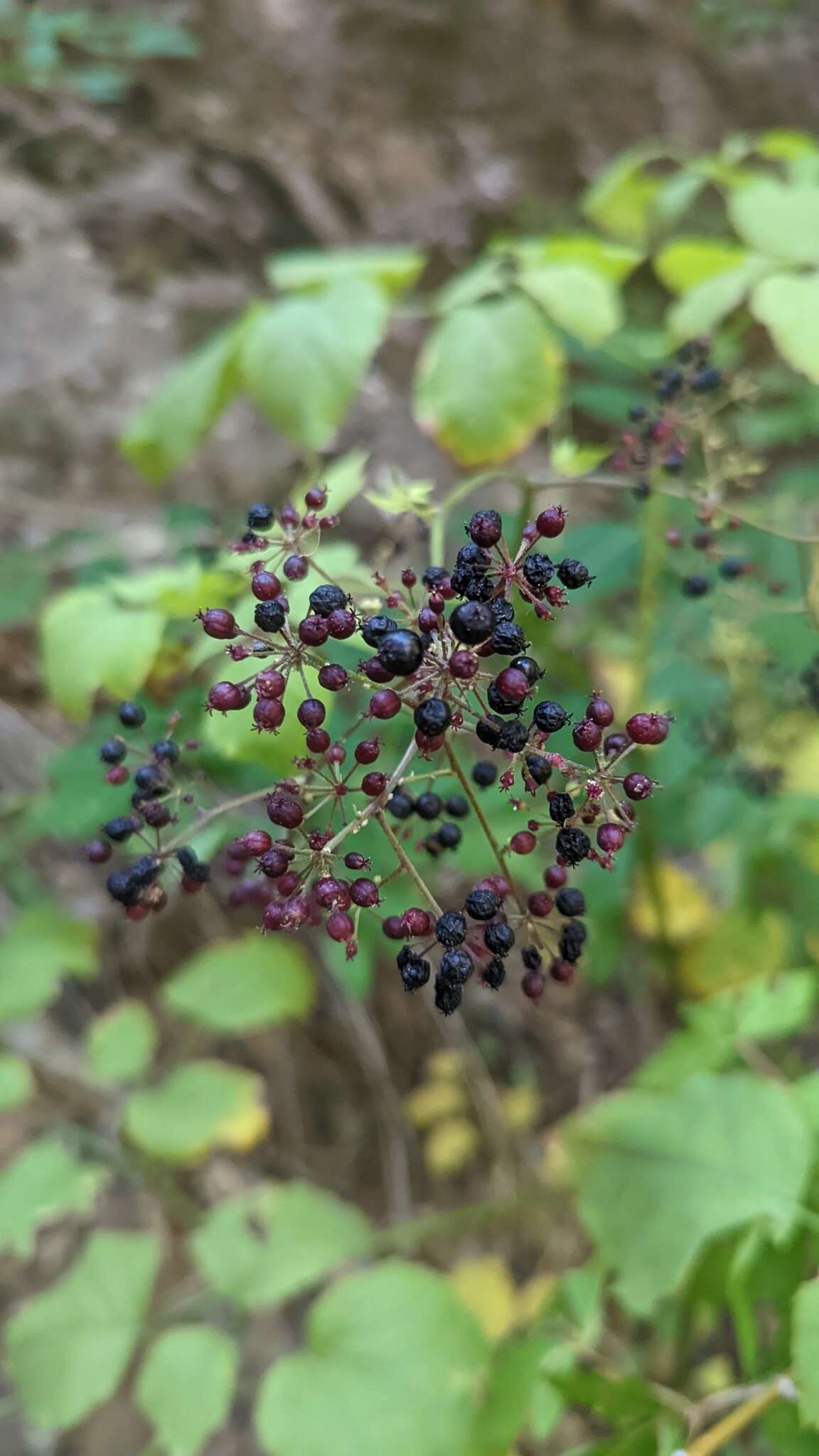 Image of American spikenard