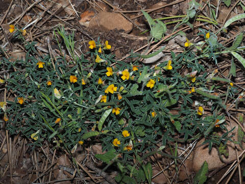 Image of Argyrolobium zanonii subsp. zanonii