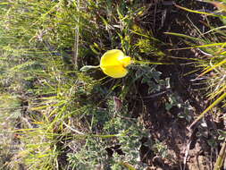 Image of Lotononis acuminata Eckl. & Zeyh.