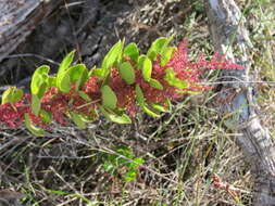 Image of <i>Searsia <i>scytophylla</i></i> var. scytophylla