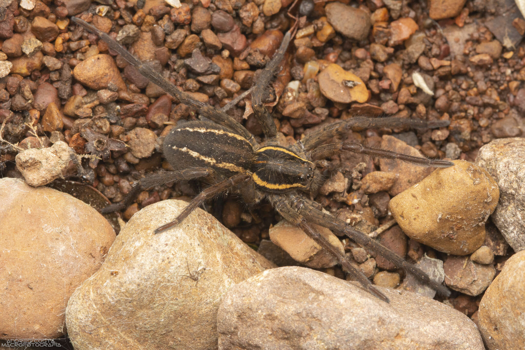 Image of Aglaoctenus oblongus (C. L. Koch 1847)