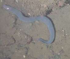 Image of California Hagfish