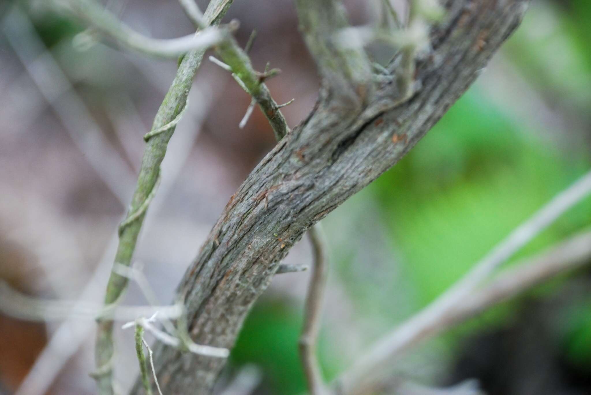 Baeckea frutescens L. resmi