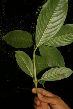 Image of woolly woodvine