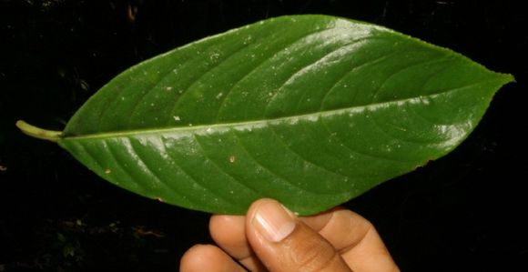 Image of woolly woodvine