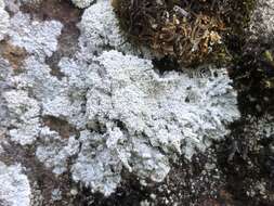 Image of crabseye lichen