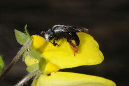 Image de Chalepogenus rufipes Roig-Alsina 1999