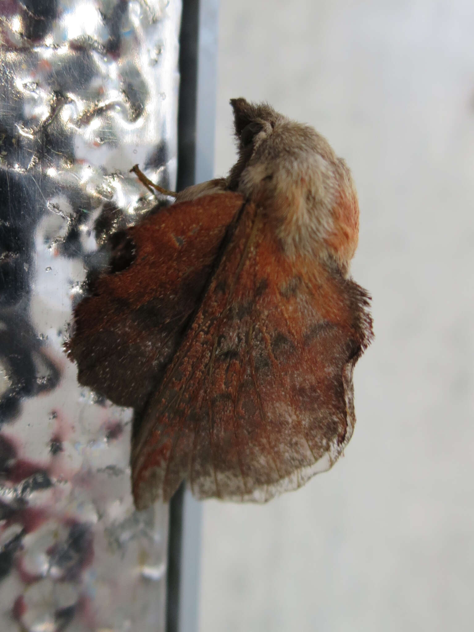 Image of American Lappet Moth