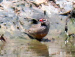 Image of Ortygospiza atricollis digressa Clancey 1958