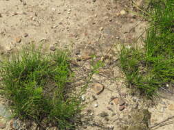 Image of Nuttall's rayless goldenrod