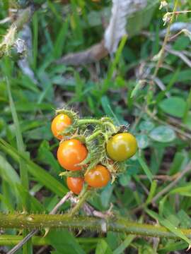 Imagem de Solanum volubile Sw.