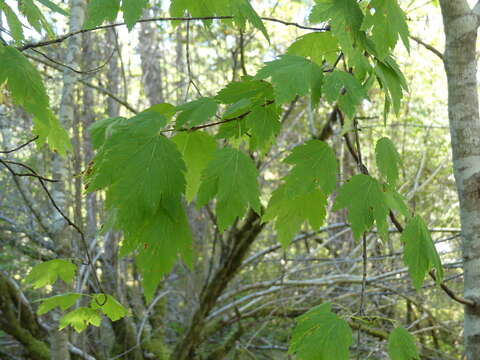 Imagem de Acer glabrum var. douglasii (Hook.) Dippel