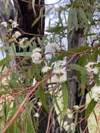 Слика од Eucalyptus amygdalina Labill.