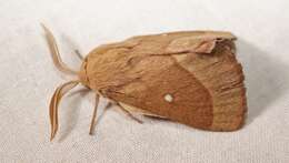 Image of grass eggar