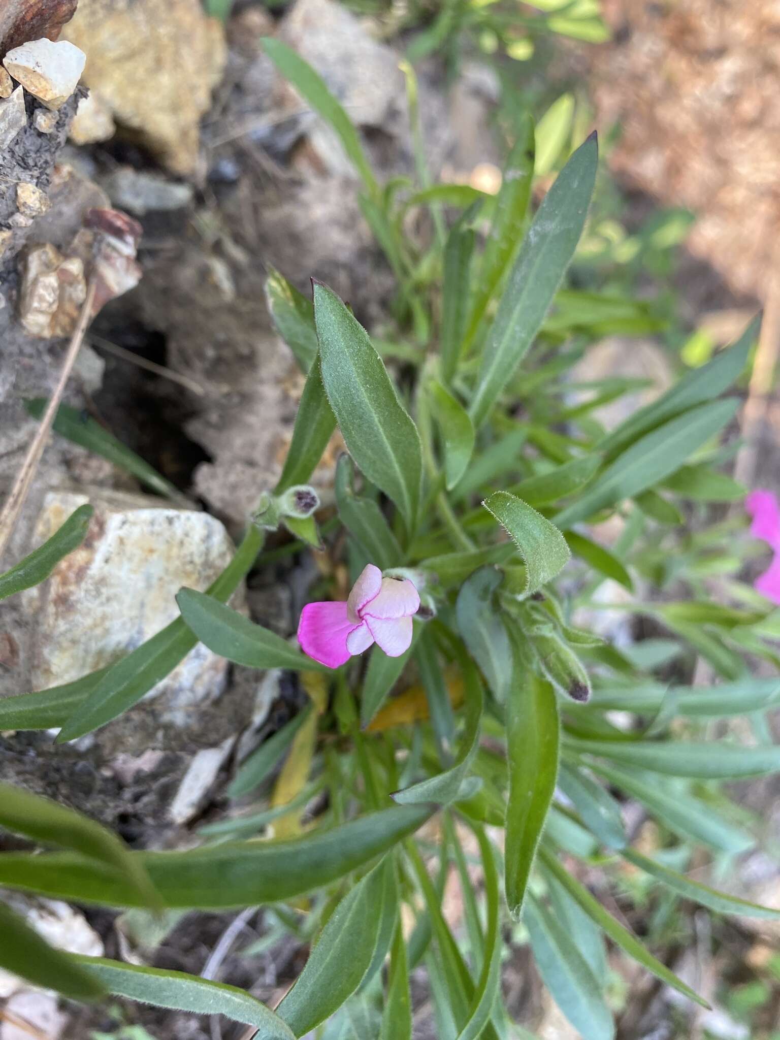 Слика од Silene caroliniana subsp. wherryi (Small) R. T. Clausen