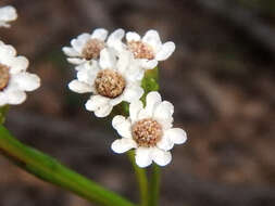 Image of Ixodia achillaeoides subsp. alata