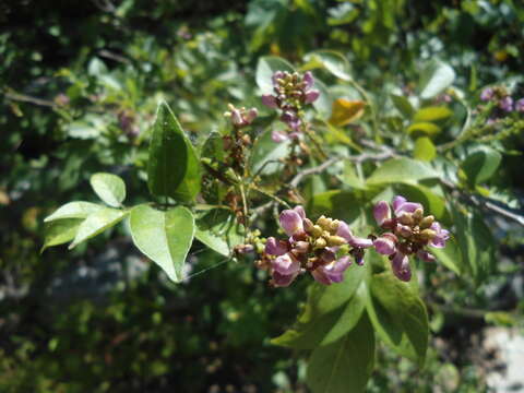 Imagem de Lonchocarpus parviflorus Benth.