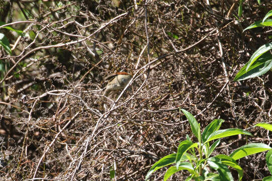 Image of Silvery-throated Spinetail