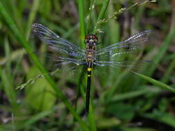 Слика од Celithemis verna Pritchard 1935