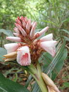 Image of Alpinia shimadae Hayata