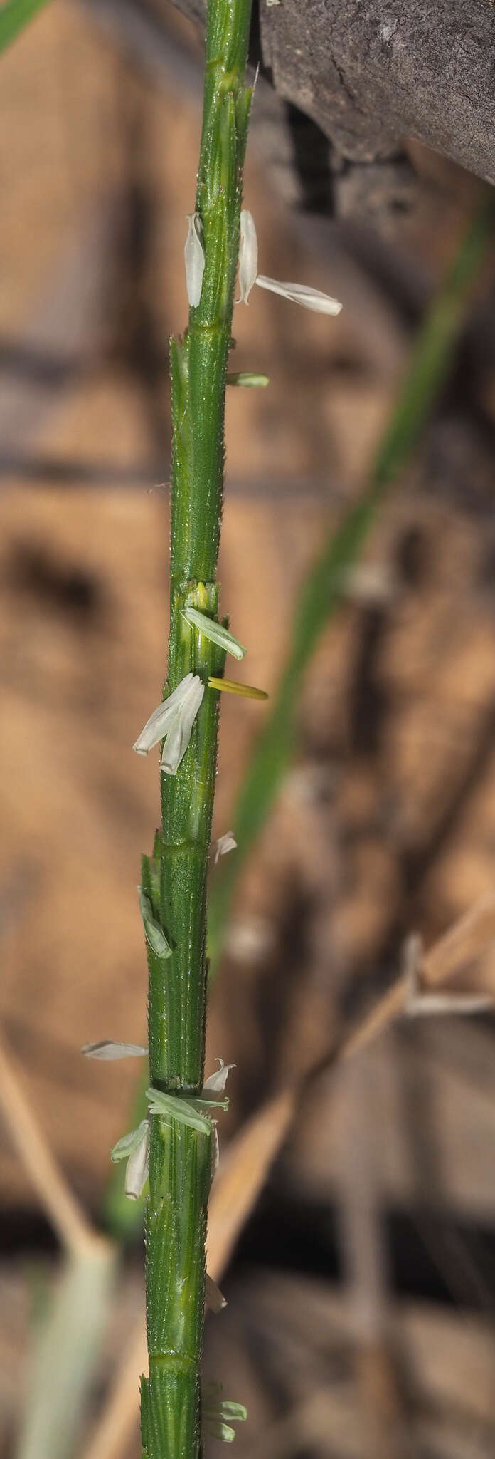 Plancia ëd Aegilops longissima Schweinf. & Muschl.