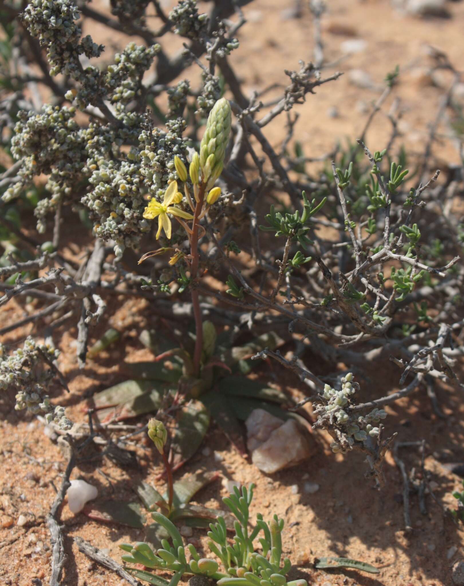 Imagem de Bulbine fallax Poelln.