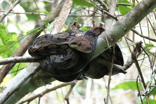 Image of Amethystine or scrub python