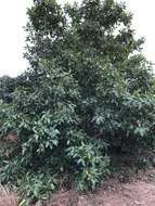 Image of Ficus opposita Miq.