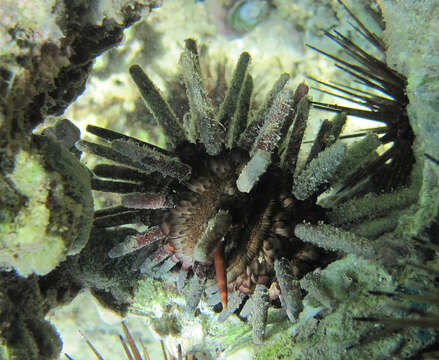 Image of slate pencil urchin