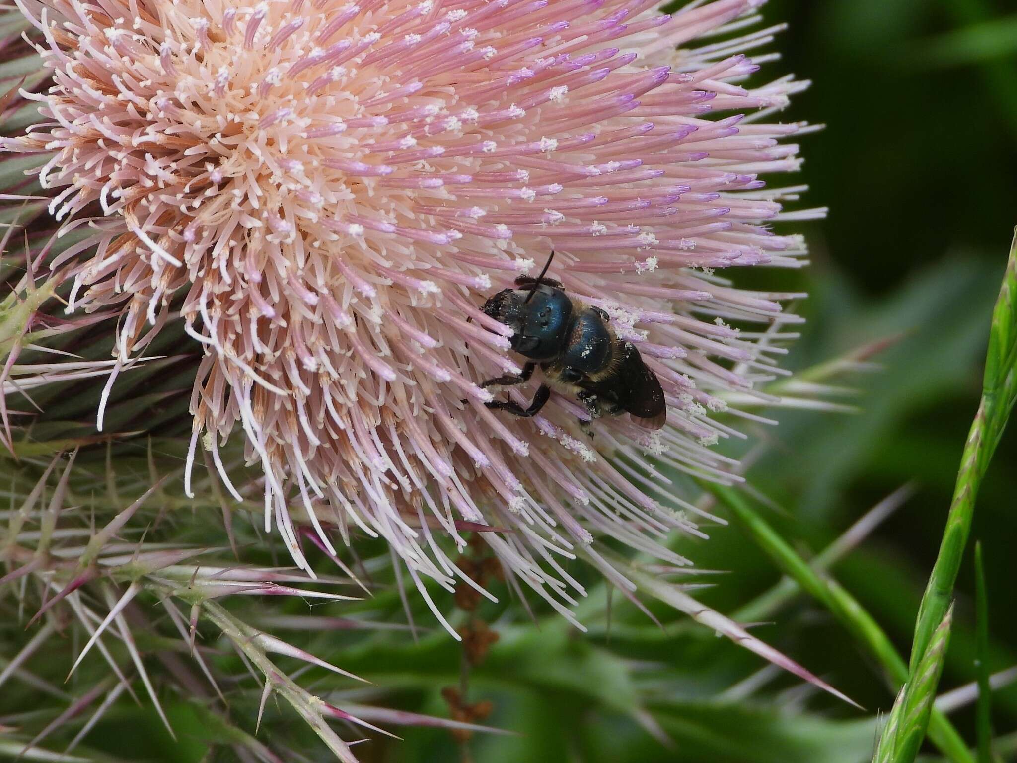 Image of Osmia chalybea Smith 1853