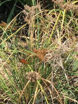 Image of Javanese flatsedge