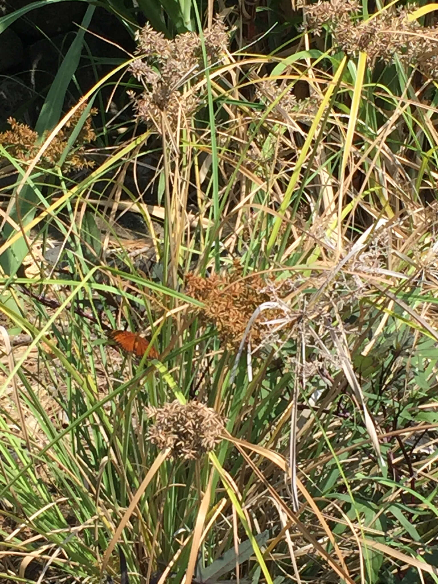 Слика од Cyperus javanicus Houtt.