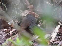 Image of Asian Red-cheeked Squirrel