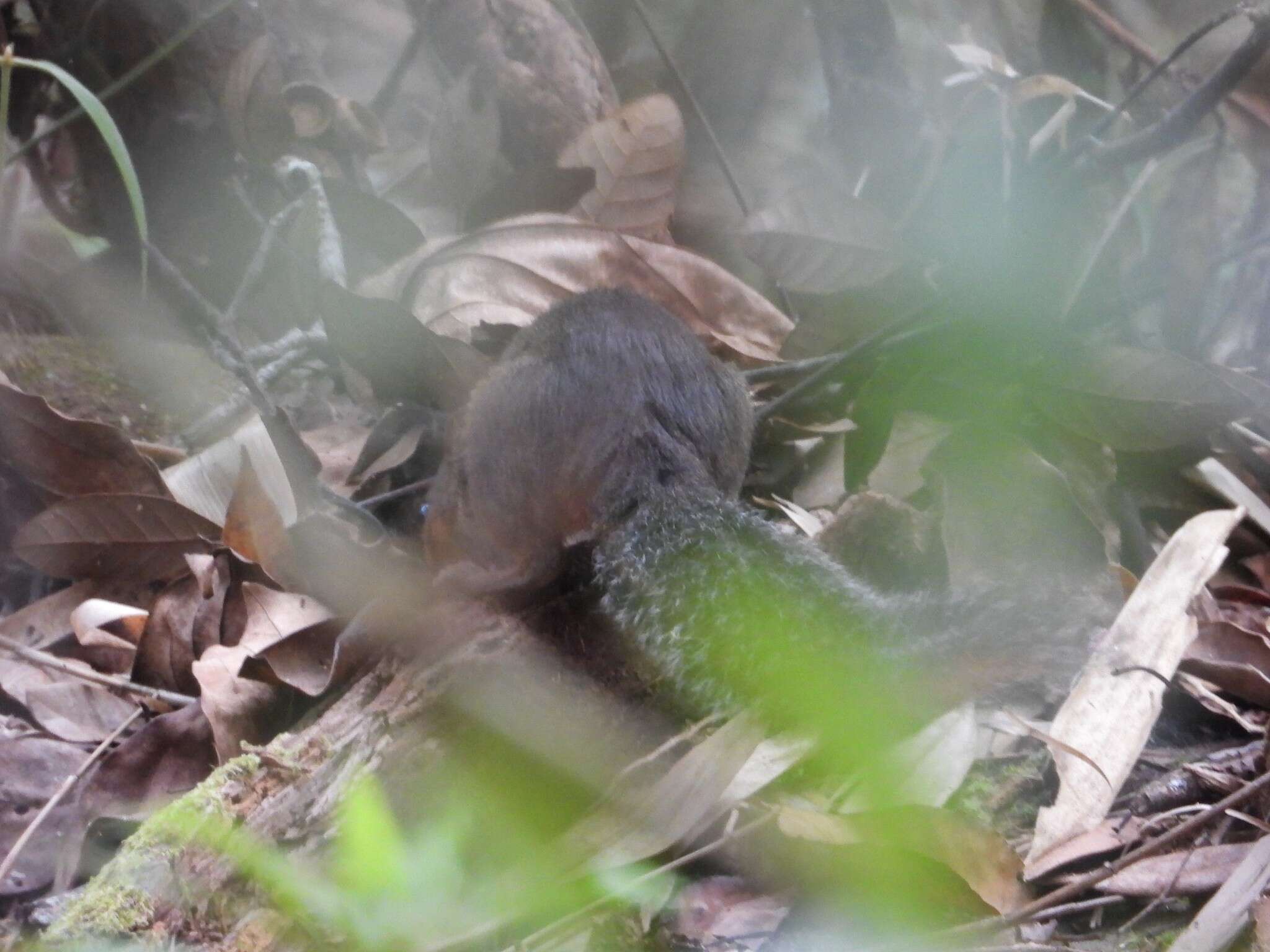 Image of Asian Red-cheeked Squirrel