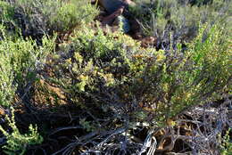 Image of Helichrysum lucilioides Less.