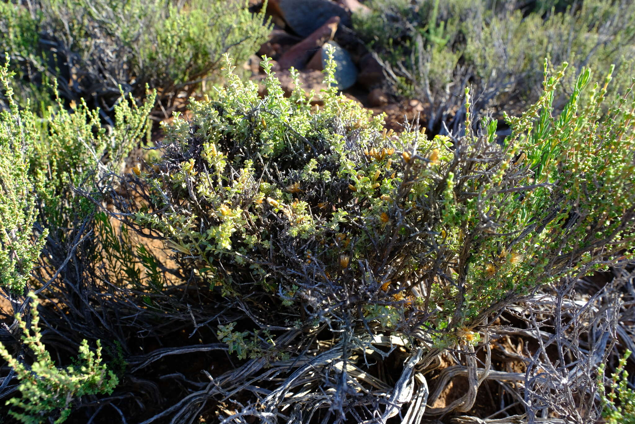 Image of Helichrysum lucilioides Less.