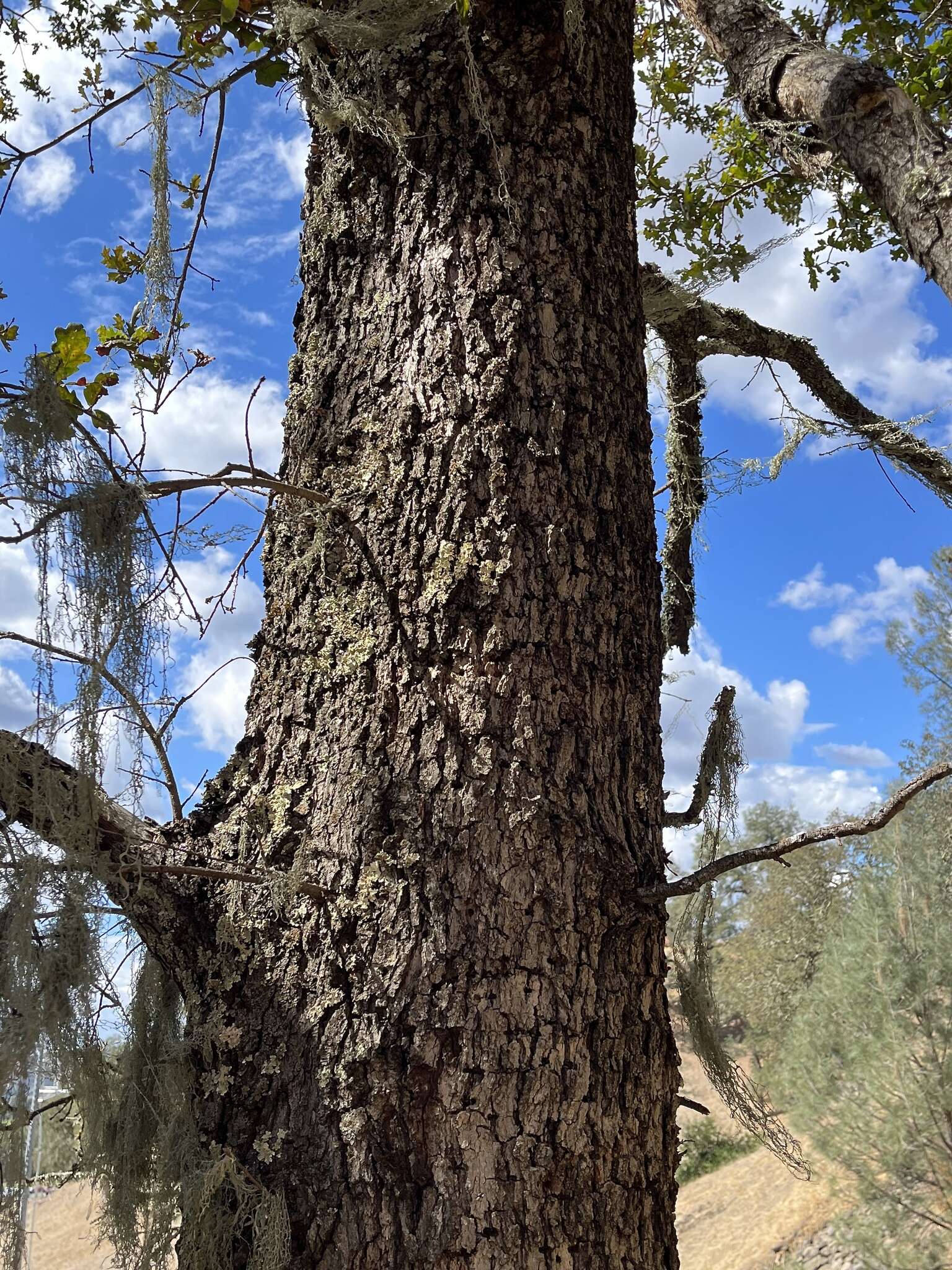 Imagem de Quercus jolonensis Sarg.