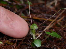 Image of Corybas vitreus Lehnebach