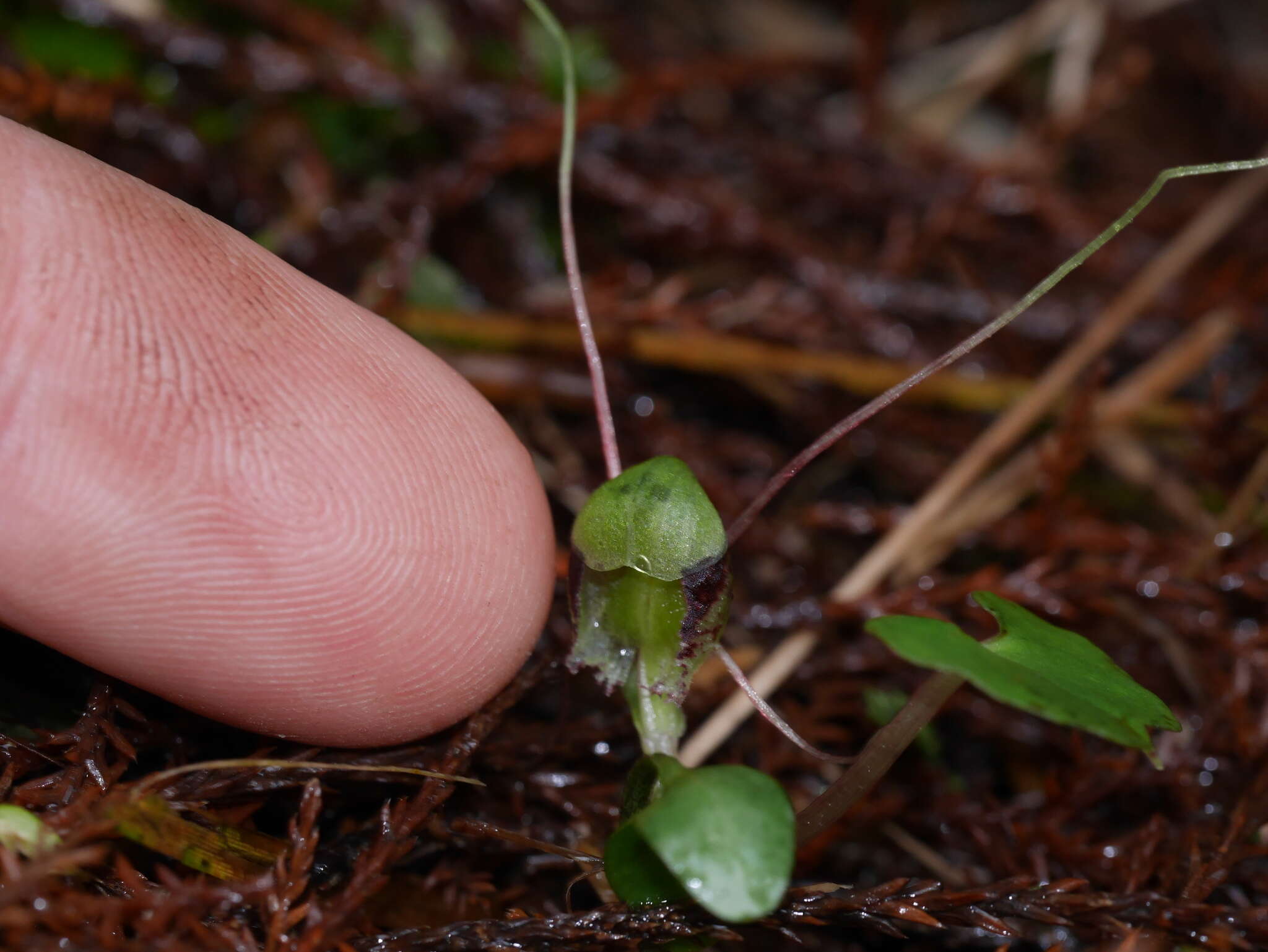 Image of Corybas vitreus Lehnebach