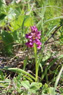 Image de Dactylorhiza romana subsp. georgica (Klinge) Soó ex Renz & Taubenheim