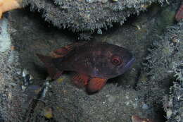 Image of Orange cardinalfish