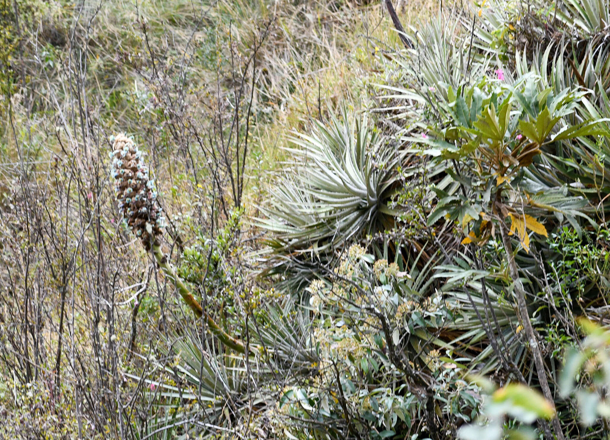 Imagem de Puya glomerifera Mez & Sodiro