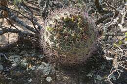 Image of Gymnocalycium saglionis (F. Cels) Britton & Rose