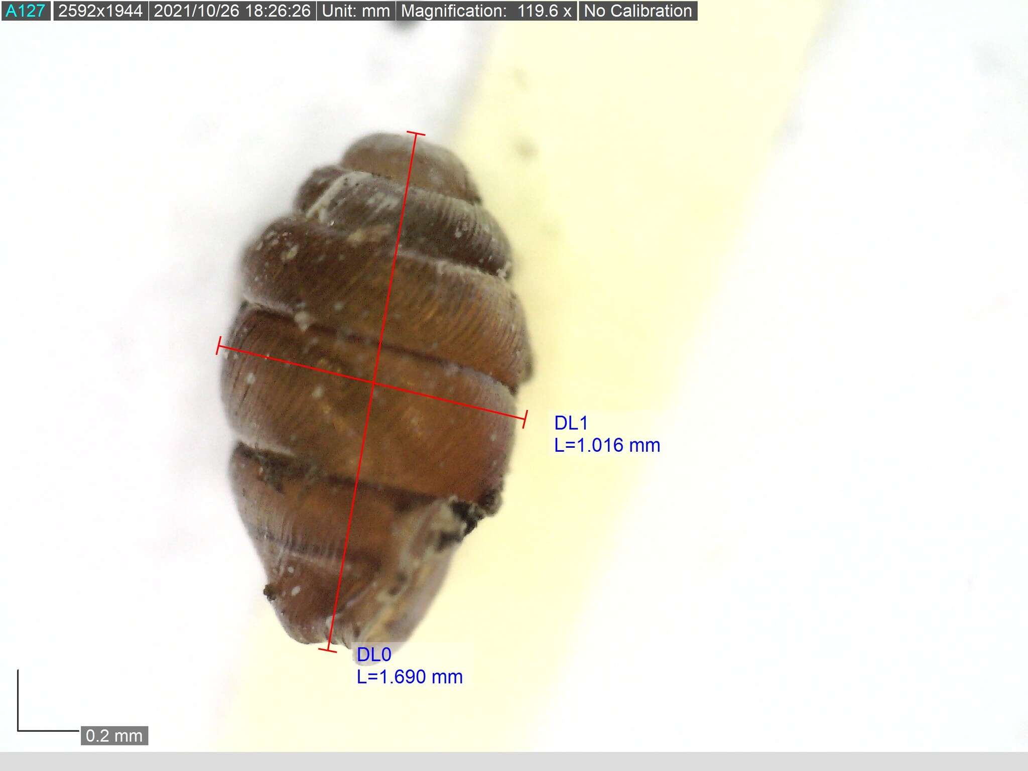 Image of Narrow Mouthed Whorl Snail