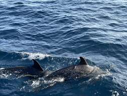 Image of Atlantic Spotted Dolphin